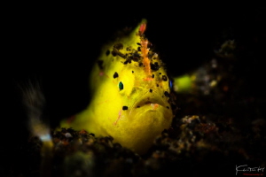 Little froggy, Tulamben by Kelvin H.y. Tan 